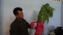 Diciduk BNN, Warga Kundur Ini Tanam Ganja Dalam Rumah